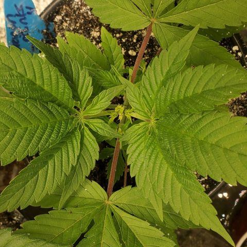 Dragon Mints 4💥 [4/29] growlog timeline photo
