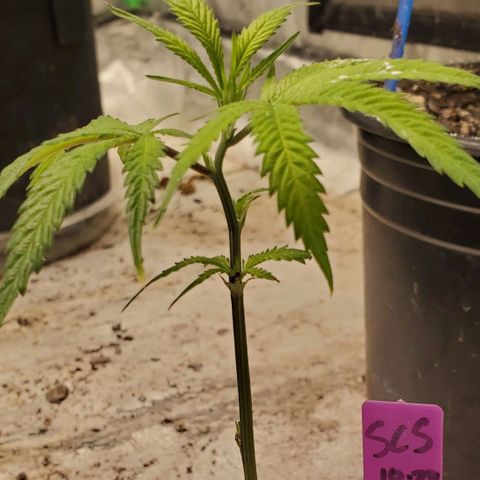 Scooby Snacks 1i 🐕 [4/15] growlog timeline photo