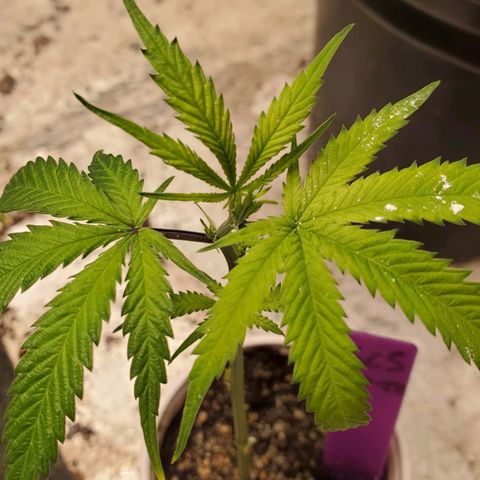 Scooby Snacks 1i 🐕 [4/15] growlog timeline photo