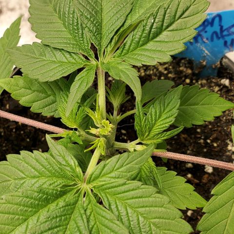 Dragon Mints 4💥 [4/29] growlog timeline photo