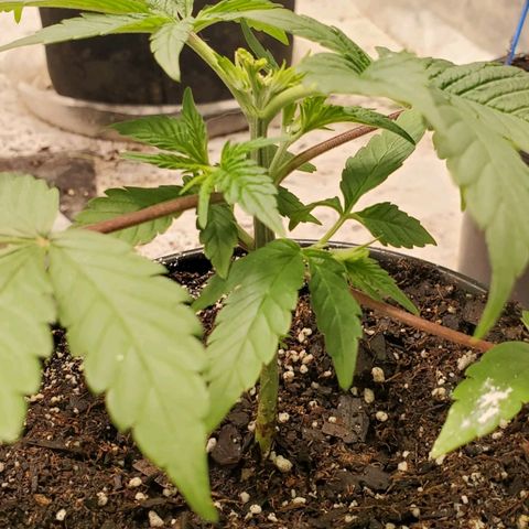 Dragon Mints 4💥 [4/29] growlog timeline photo
