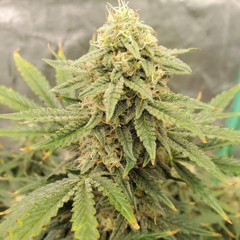 Zamaldiberry Auto 🍒 1 growlog timeline photo