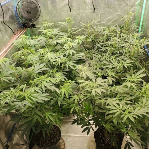 Dragon Fruit 🐲 5a growlog photo: Scooby, Chocolope, Fritter Cookies, Dragon Fruit 5