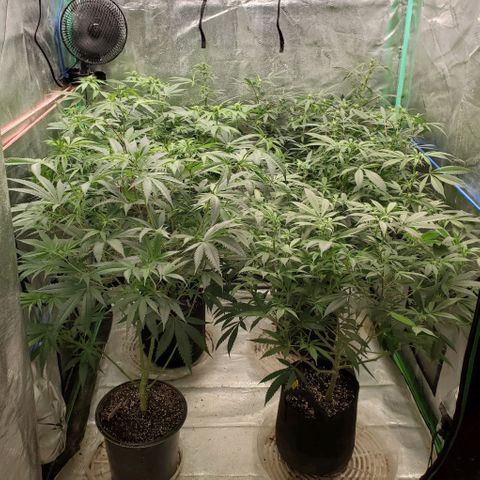 Dragon Fruit 🐲 5a growlog photo: Scooby, Chocolope, Fritter Cookies, Dragon Fruit 5