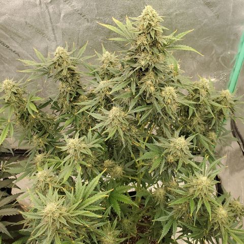 Zamaldiberry Auto 🍒 1 growlog timeline photo
