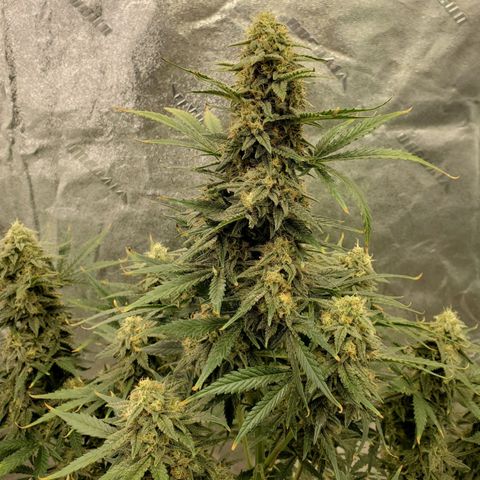Zamaldiberry Auto 🍒 1 growlog timeline photo