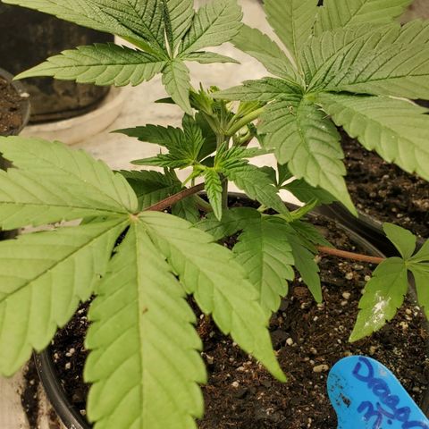 Dragon Mints 4💥 [4/29] growlog timeline photo