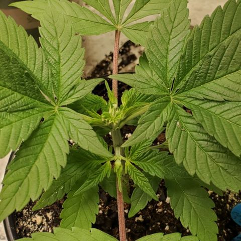 Dragon Mints 4💥 [4/29] growlog timeline photo