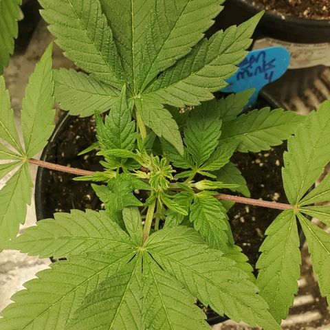Dragon Mints 4💥 [4/29] growlog timeline photo