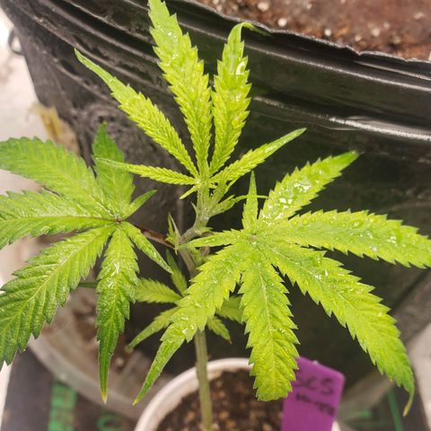 Scooby Snacks 1i 🐕 [4/15] growlog timeline photo