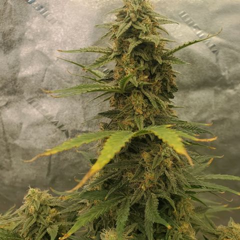Zamaldiberry Auto 🍒 1 growlog timeline photo