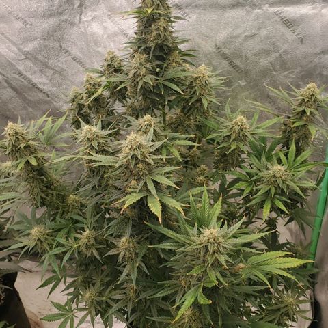 Zamaldiberry Auto 🍒 1 growlog timeline photo