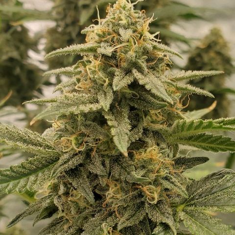 Zamaldiberry Auto 🍒 1 growlog timeline photo
