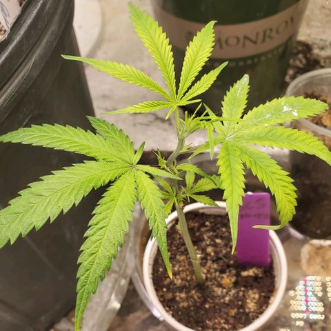 Scooby Snacks 1i 🐕 [4/15] growlog timeline photo