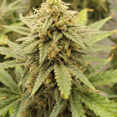 Zamaldiberry Auto 🍒 1 growlog timeline photo