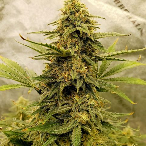 Zamaldiberry Auto 🍒 1 growlog timeline photo