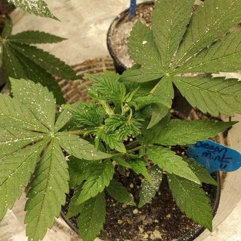 Dragon Mints 4💥 [4/29] growlog timeline photo