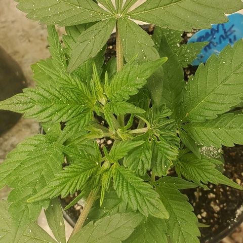 Dragon Mints 4💥 [4/29] growlog timeline photo