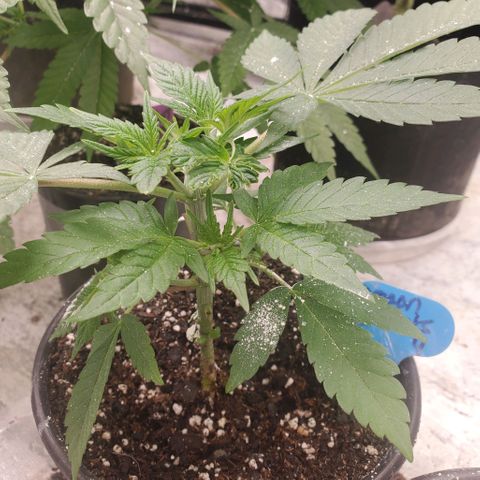 Dragon Mints 4💥 [4/29] growlog timeline photo