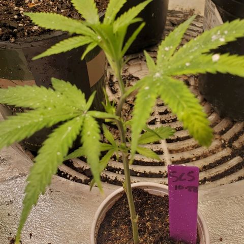 Scooby Snacks 1i 🐕 [4/15] growlog timeline photo