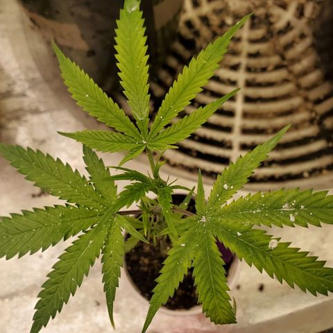 Scooby Snacks 1i 🐕 [4/15] growlog timeline photo
