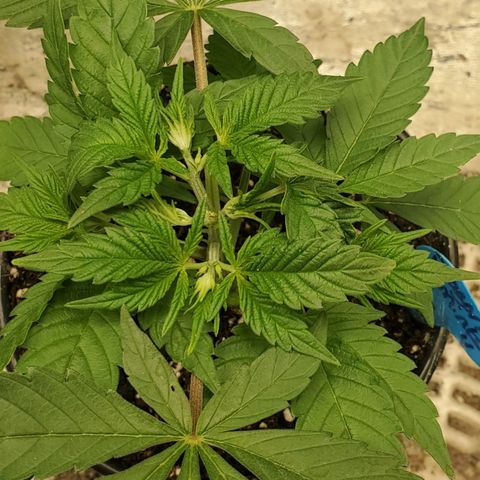 Dragon Mints 4💥 [4/29] growlog timeline photo