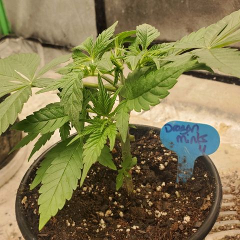 Dragon Mints 4💥 [4/29] growlog timeline photo