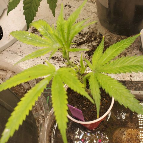Scooby Snacks 1i 🐕 [4/15] growlog timeline photo