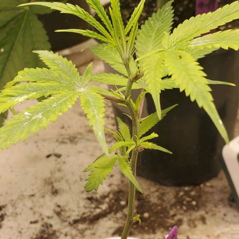 Scooby Snacks 1i 🐕 [4/15] growlog timeline photo