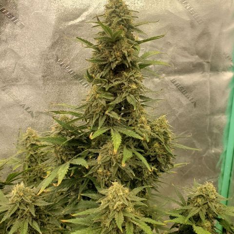 Zamaldiberry Auto 🍒 1 growlog timeline photo