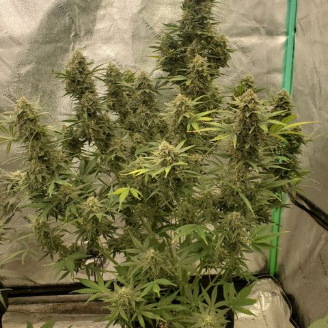 Zamaldiberry Auto 🍒 1 growlog timeline photo