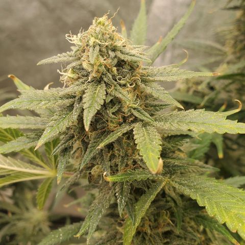 Zamaldiberry Auto 🍒 1 growlog timeline photo
