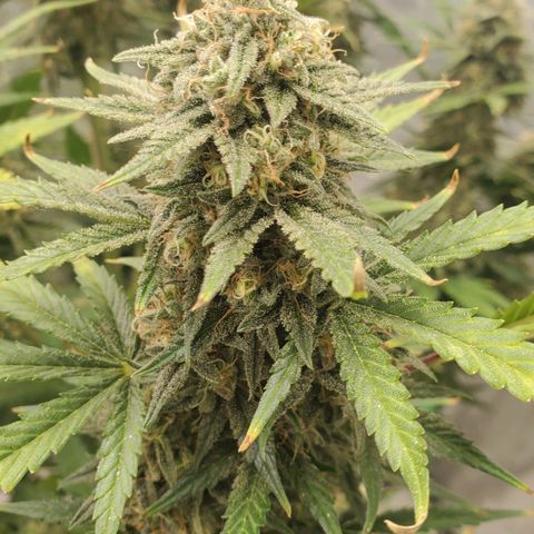 Zamaldiberry Auto 🍒 1 growlog timeline photo
