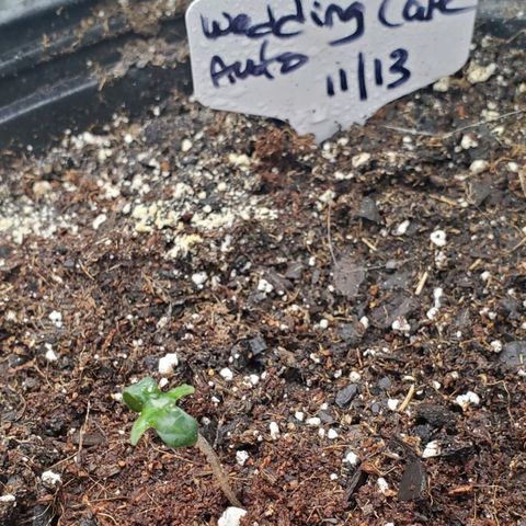Wedding Cake Auto 1 [3/4] growlog timeline photo