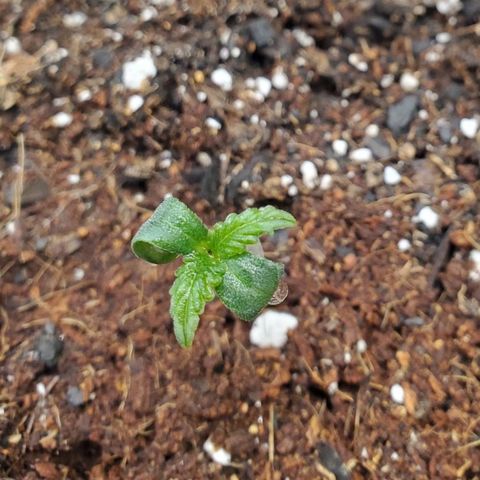 Wedding Cake Auto 1 [3/4] growlog timeline photo