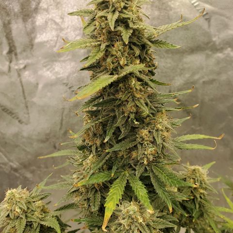 Zamaldiberry Auto 🍒 1 growlog timeline photo