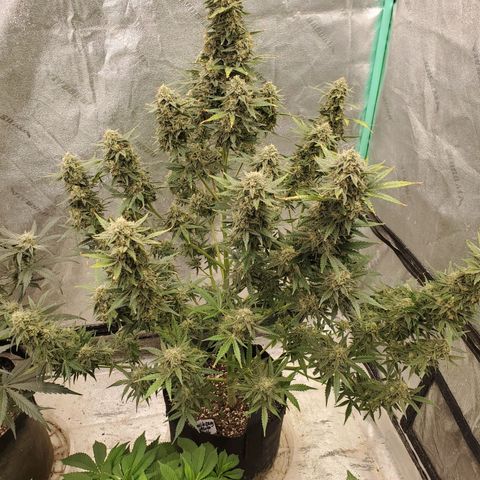 Zamaldiberry Auto 🍒 1 growlog timeline photo