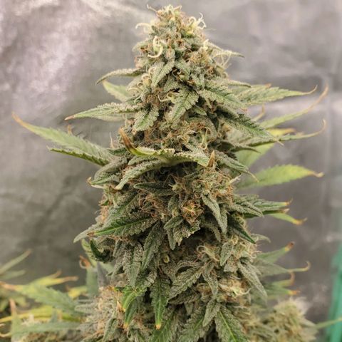 Zamaldiberry Auto 🍒 1 growlog timeline photo