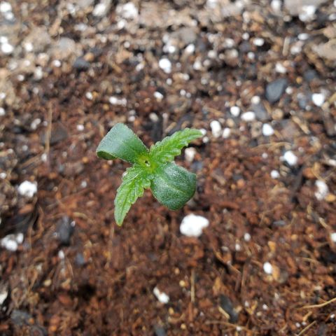Wedding Cake Auto 1 [3/4] growlog timeline photo