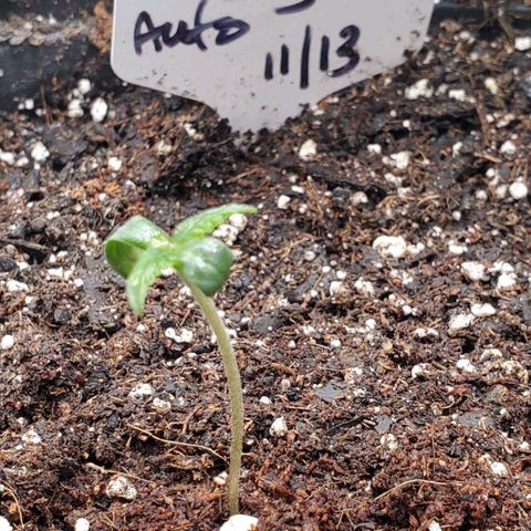Wedding Cake Auto 1 [3/4] growlog timeline photo