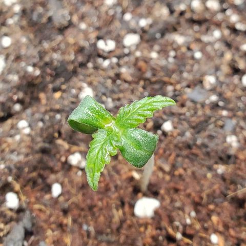 Wedding Cake Auto 1 [3/4] growlog timeline photo
