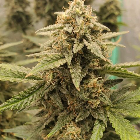 Zamaldiberry Auto 🍒 1 growlog timeline photo