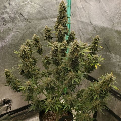 Zamaldiberry Auto 🍒 1 growlog timeline photo