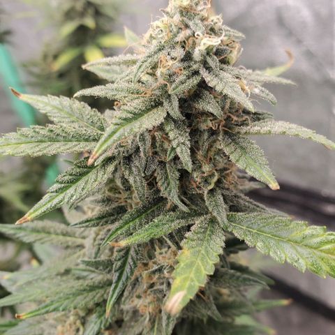 Zamaldiberry Auto 🍒 1 growlog timeline photo