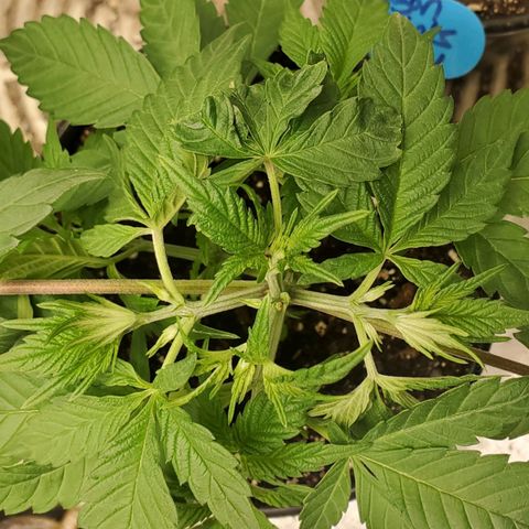 Dragon Mints 4💥 [4/29] growlog timeline photo