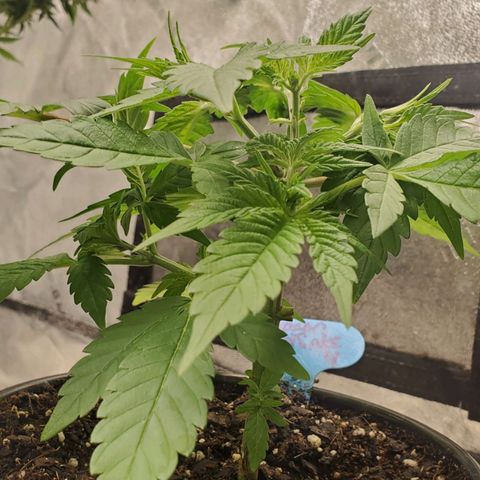 Dragon Mints 4💥 [4/29] growlog timeline photo