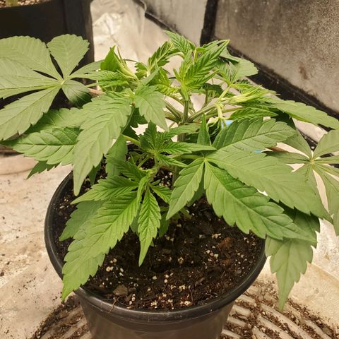 Dragon Mints 4💥 [4/29] growlog timeline photo