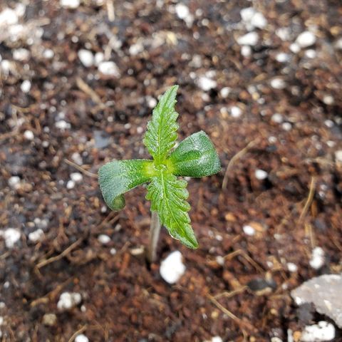 Wedding Cake Auto 1 [3/4] growlog timeline photo