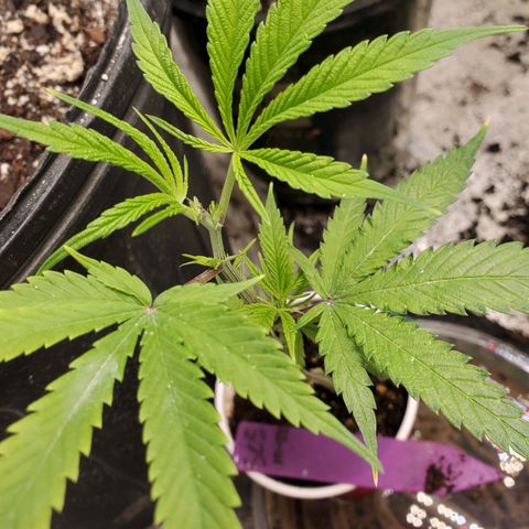 Scooby Snacks 1i 🐕 [4/15] growlog timeline photo