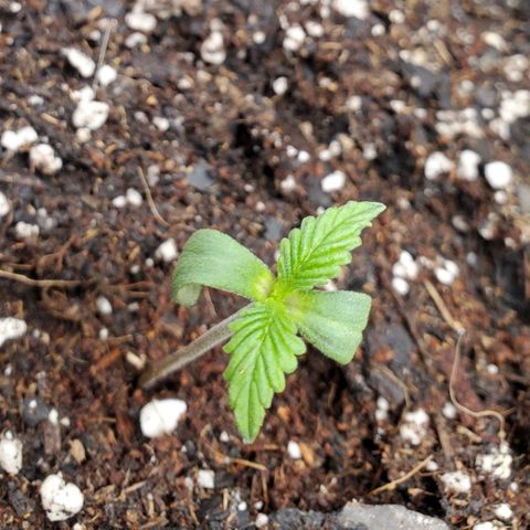 Wedding Cake Auto 1 [3/4] growlog timeline photo